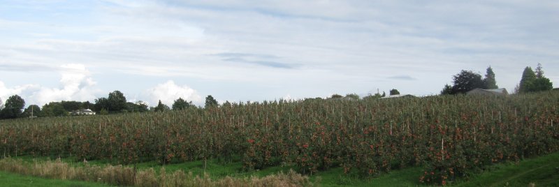 The Jazz orchard at Aston Fruit Farm